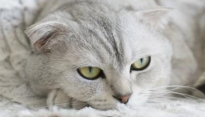 从茶园到茶桌：广佛精品茶室的选茶标准